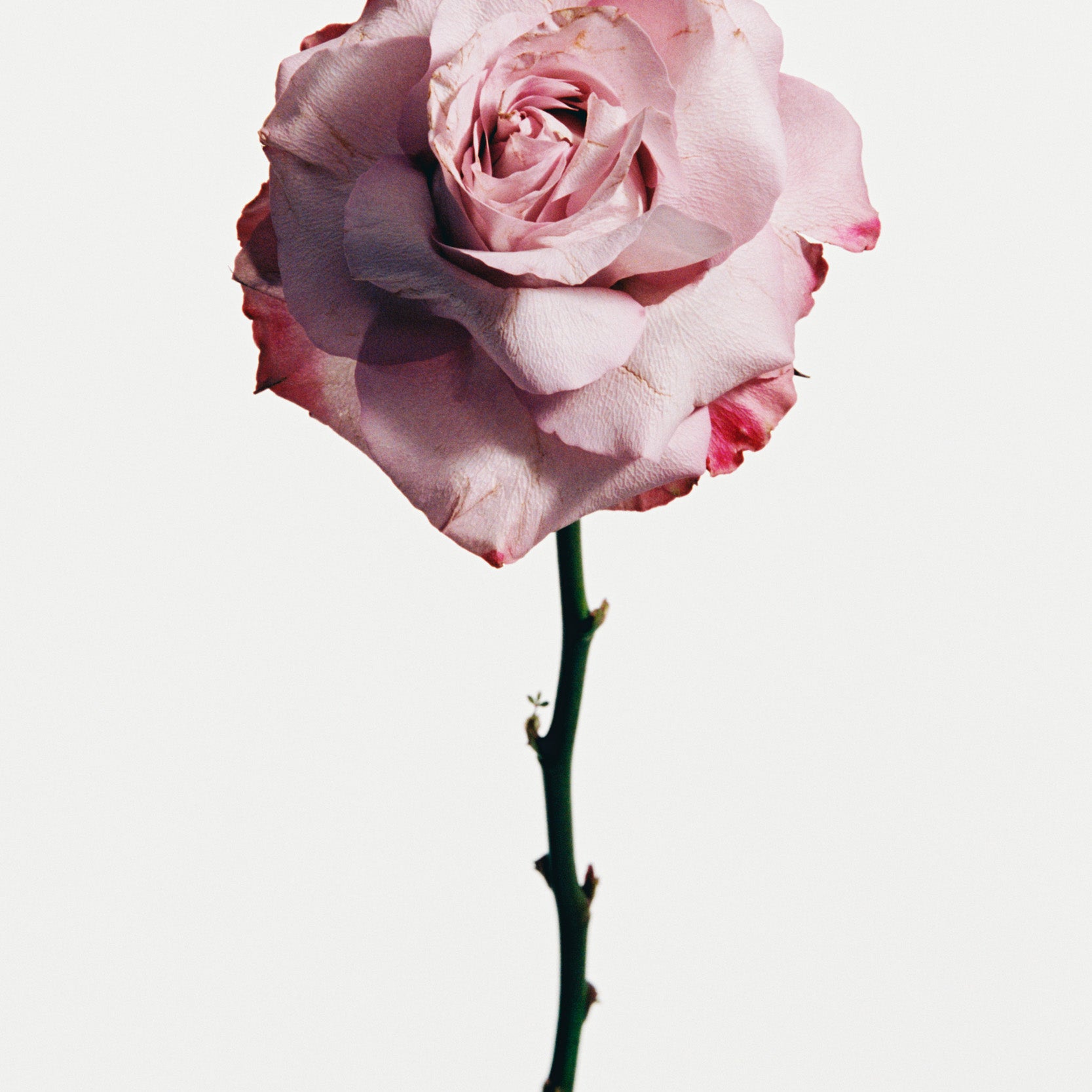 JOSEPHINE`S ROSES / DOCUMENTED BY ALVIN SANTOS
